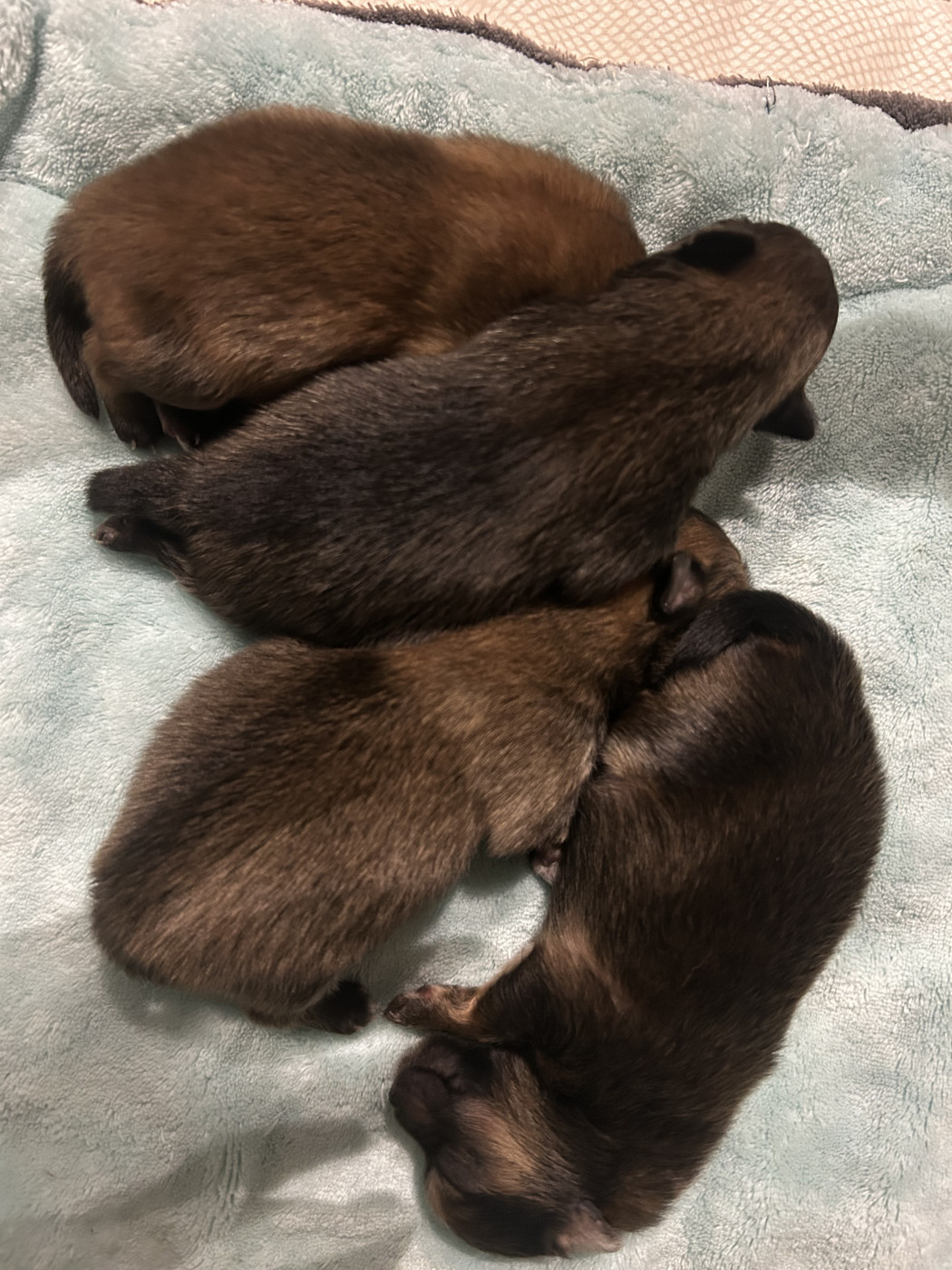 Fils De Satan - Spitz allemand - Portée née le 27/01/2026