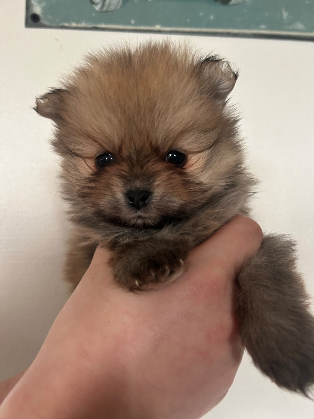 Fils De Satan - Chiots disponibles - Spitz allemand