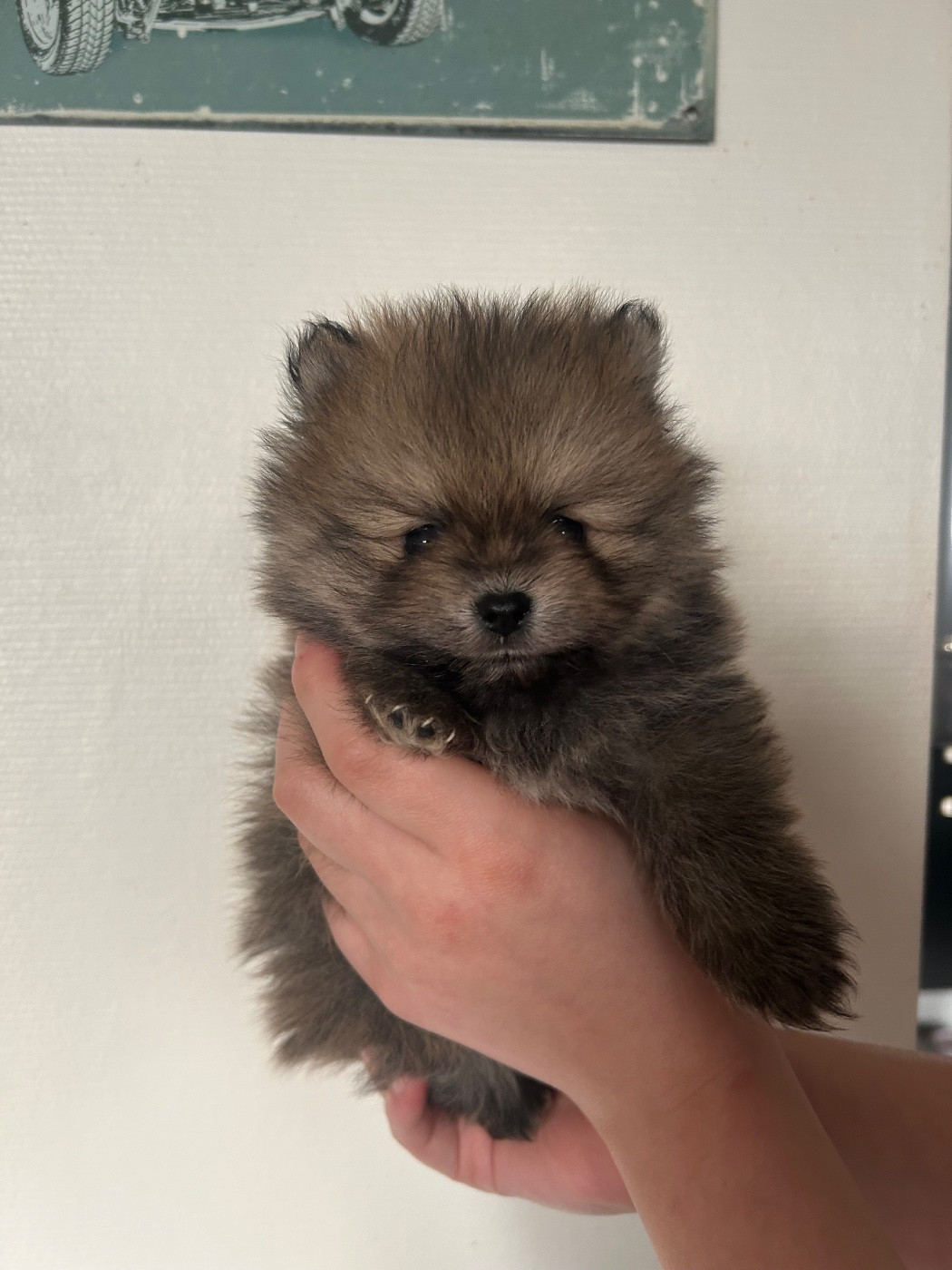 Fils De Satan - Chiots disponibles - Spitz allemand