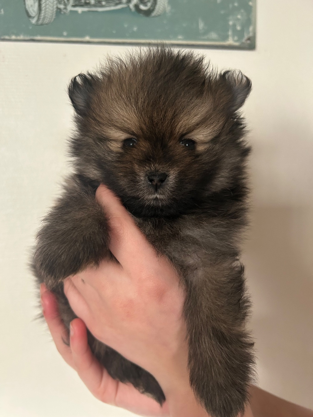 Fils De Satan - Chiots disponibles - Spitz allemand