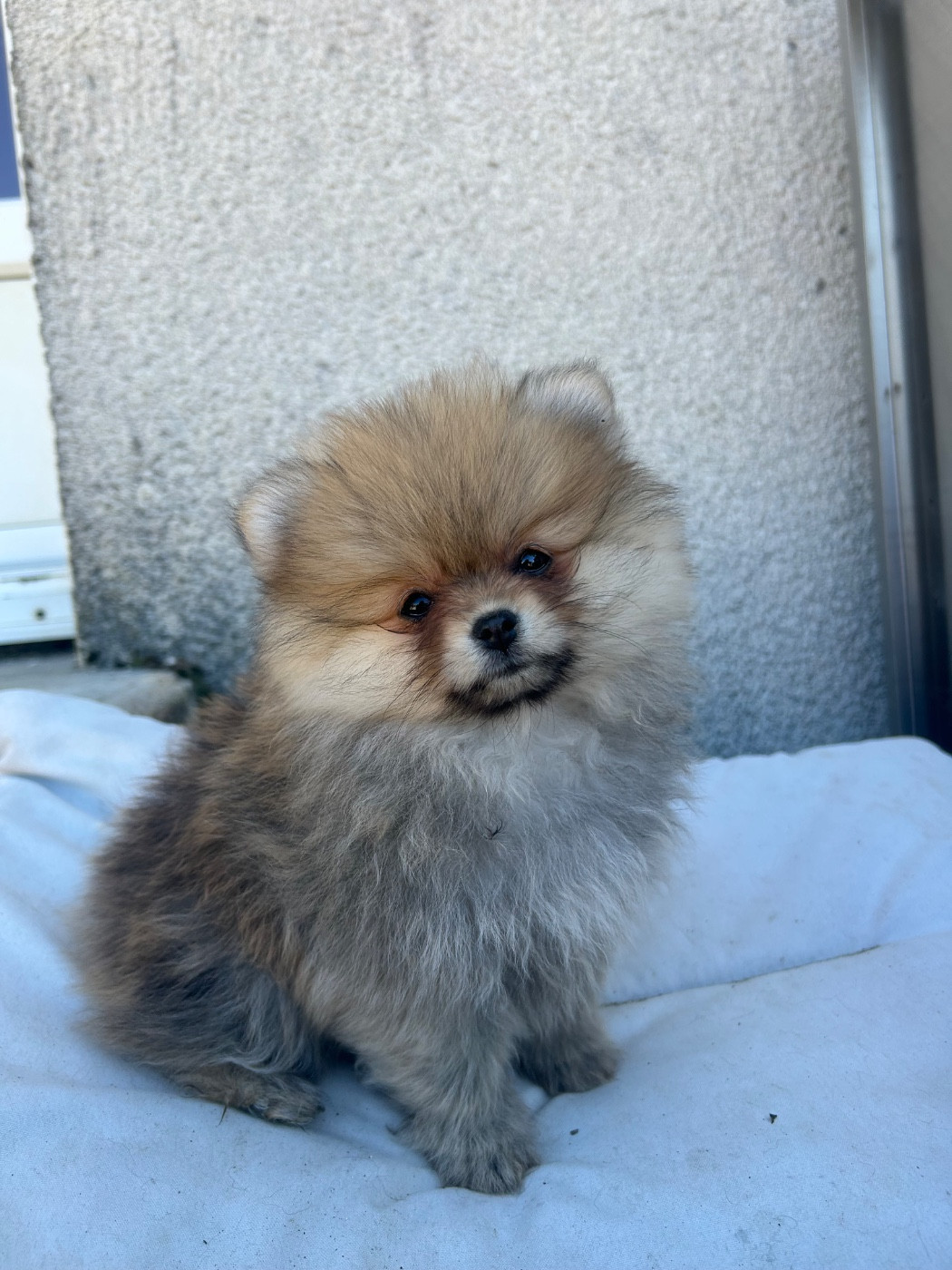 Fils De Satan - Chiots disponibles - Spitz allemand