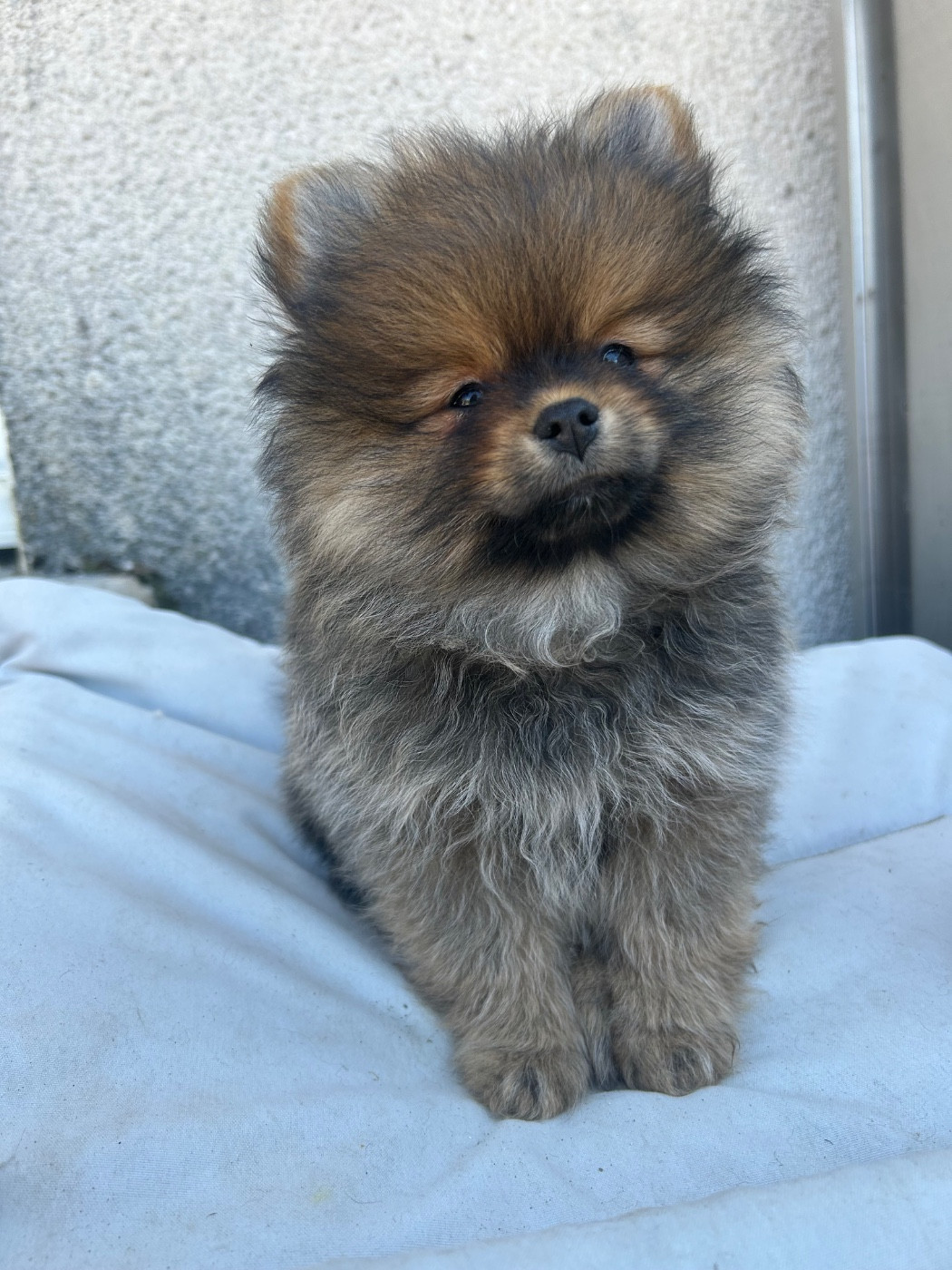 Fils De Satan - Chiots disponibles - Spitz allemand