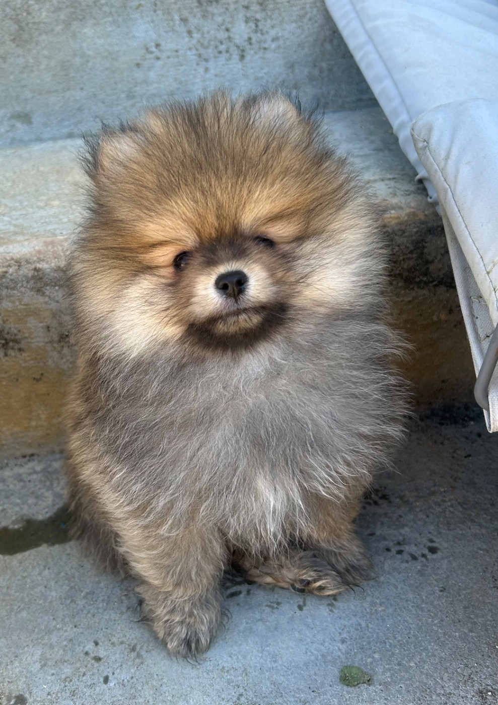 Fils De Satan - Chiots disponibles - Spitz allemand