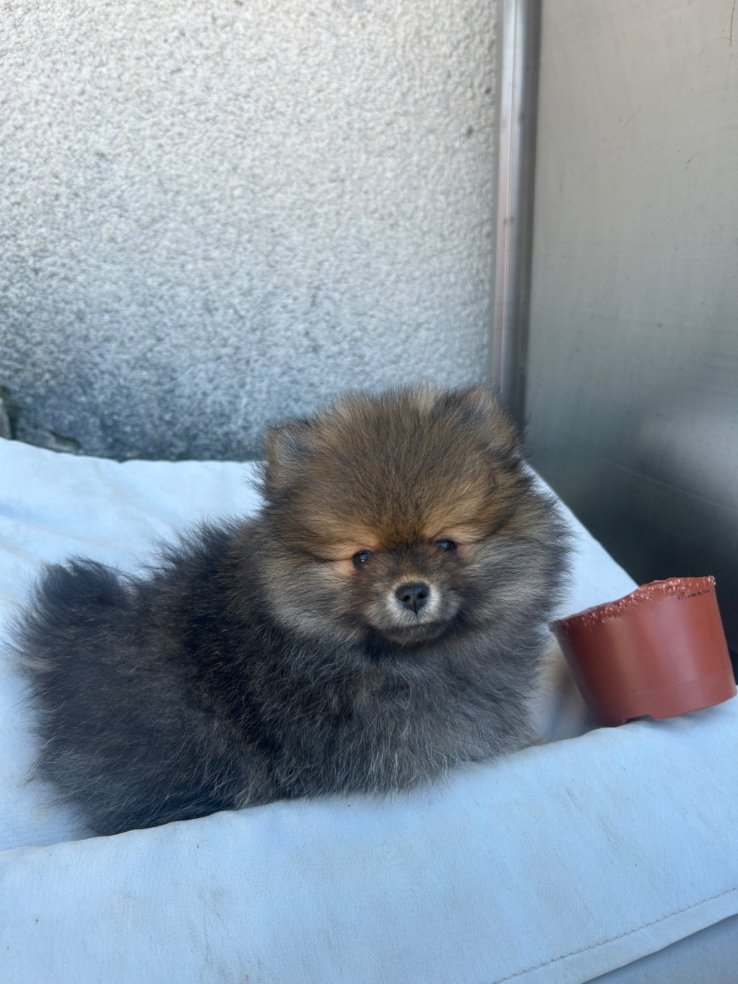 Fils De Satan - Chiots disponibles - Spitz allemand