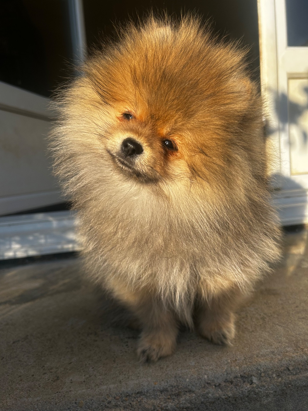Fils De Satan - Chiots disponibles - Spitz allemand