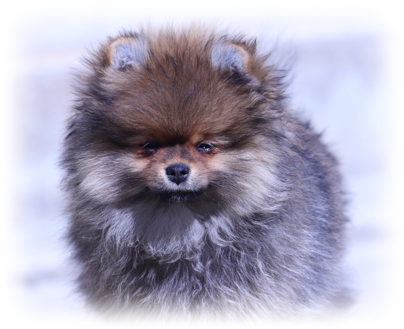 Fils De Satan - Chiots disponibles - Spitz allemand